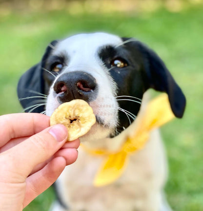 Banana Chips – Healthy Crunchy Dog Treats
