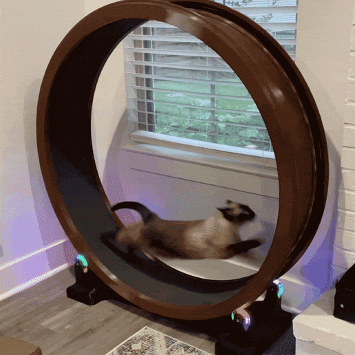 48" Rainbow Cat Exercise Wheel – Quiet, Soft EVA Track & Modern Design for Indoor Cats