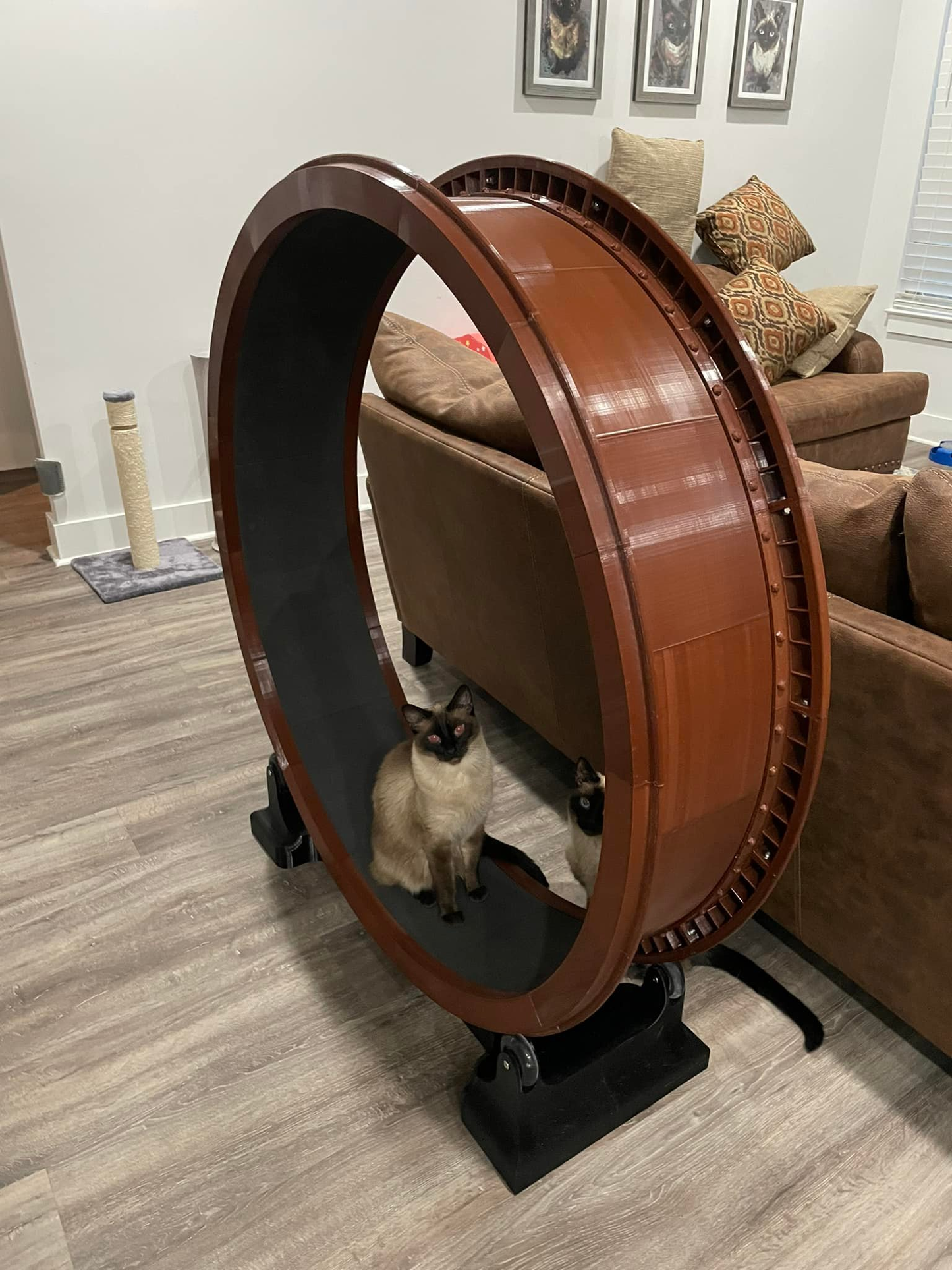 48" Rainbow Cat Exercise Wheel – Quiet, Soft EVA Track & Modern Design for Indoor Cats