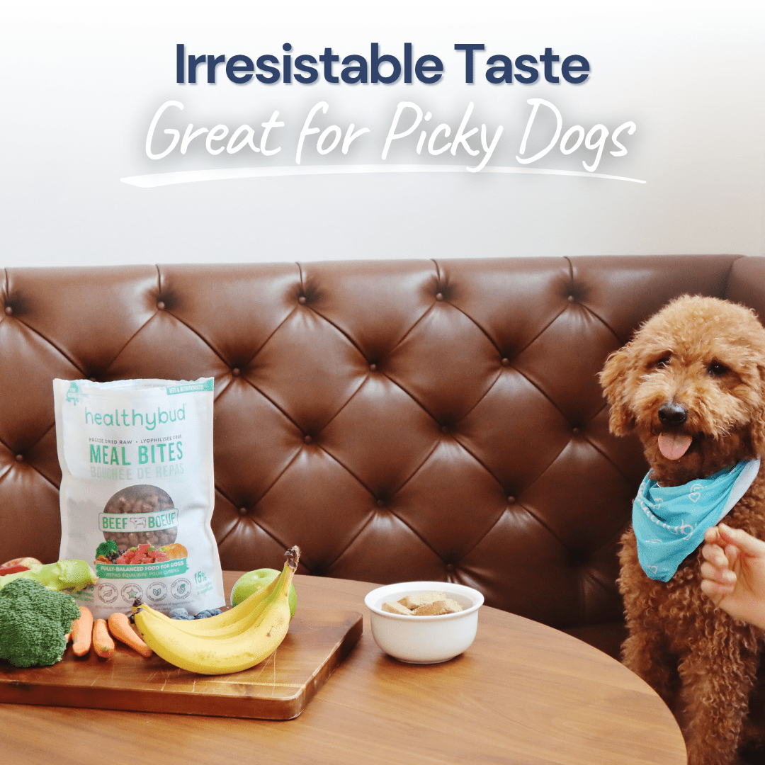 Beef Meal Bites – Gut-Supporting Freeze-Dried Dog Food