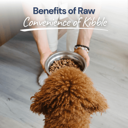 Beef Meal Bites – Gut-Supporting Freeze-Dried Dog Food